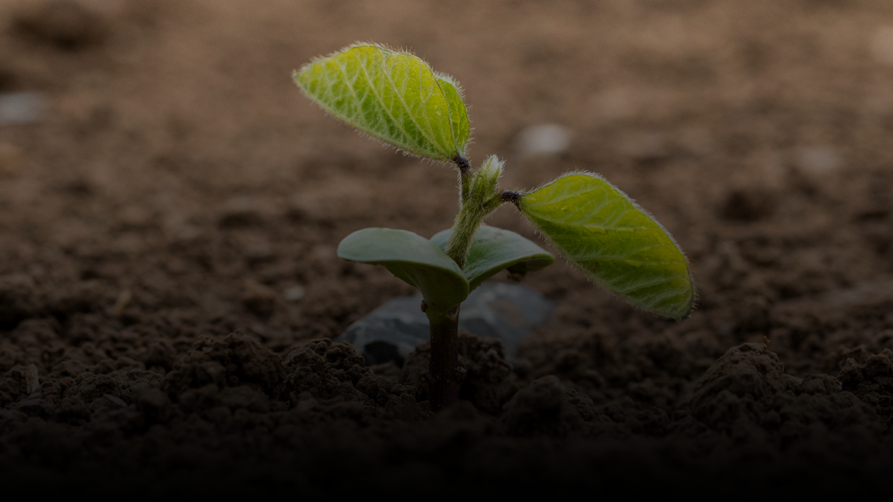 Sembrá refugio con INTACTA