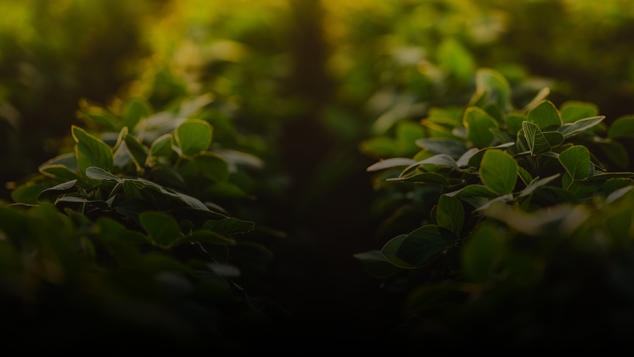 Sembrá refugio con INTACTA